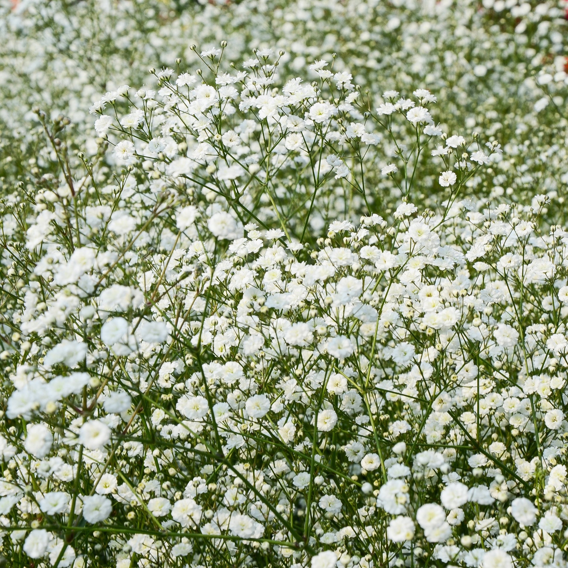 Collection de 11 plantes vivaces pour massifs champêtres - Vivaces fleuries - Bakker