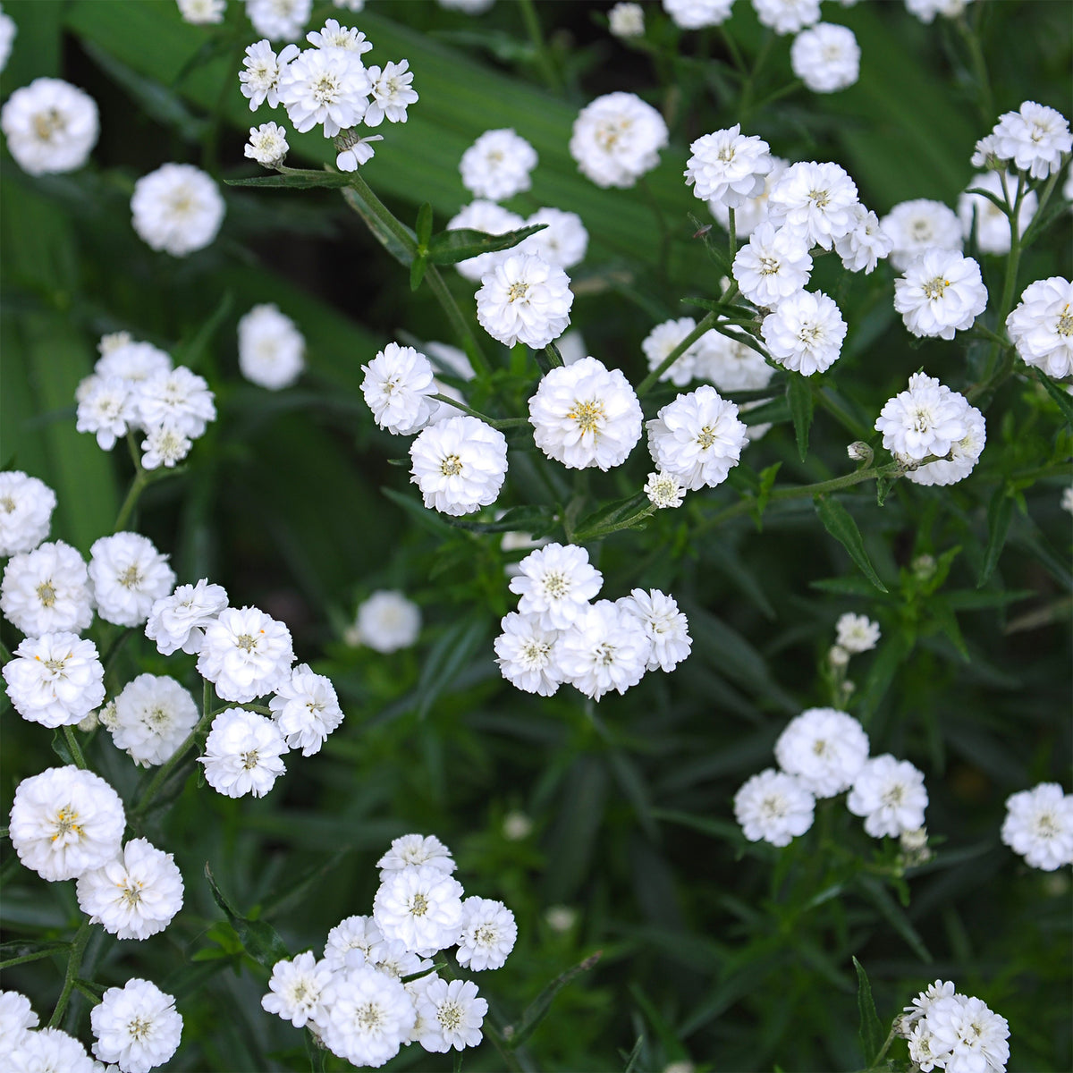 Achillée - Achillée The Pearl - Achillea ptarmica The Pearl