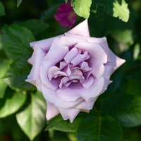 Rosa indigoletta - Rosier grimpant Indigoletta - Rosiers grimpants