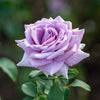 Bakker - Rosier buisson violet - Rosa