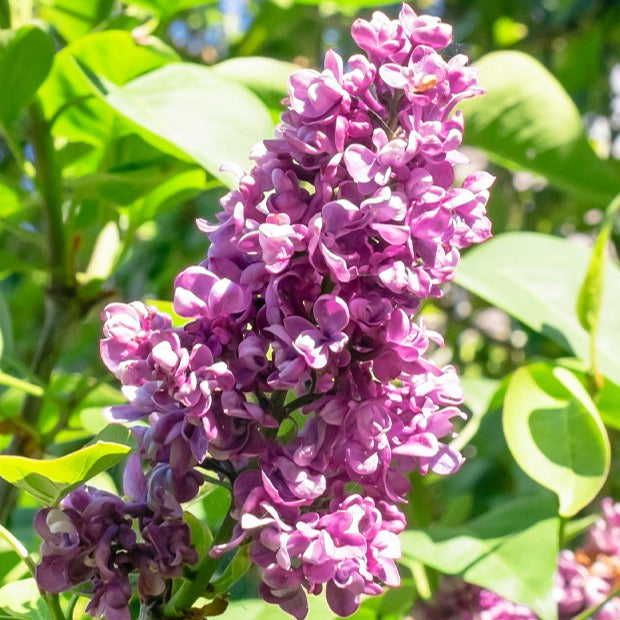 Vente Lilas double rouge