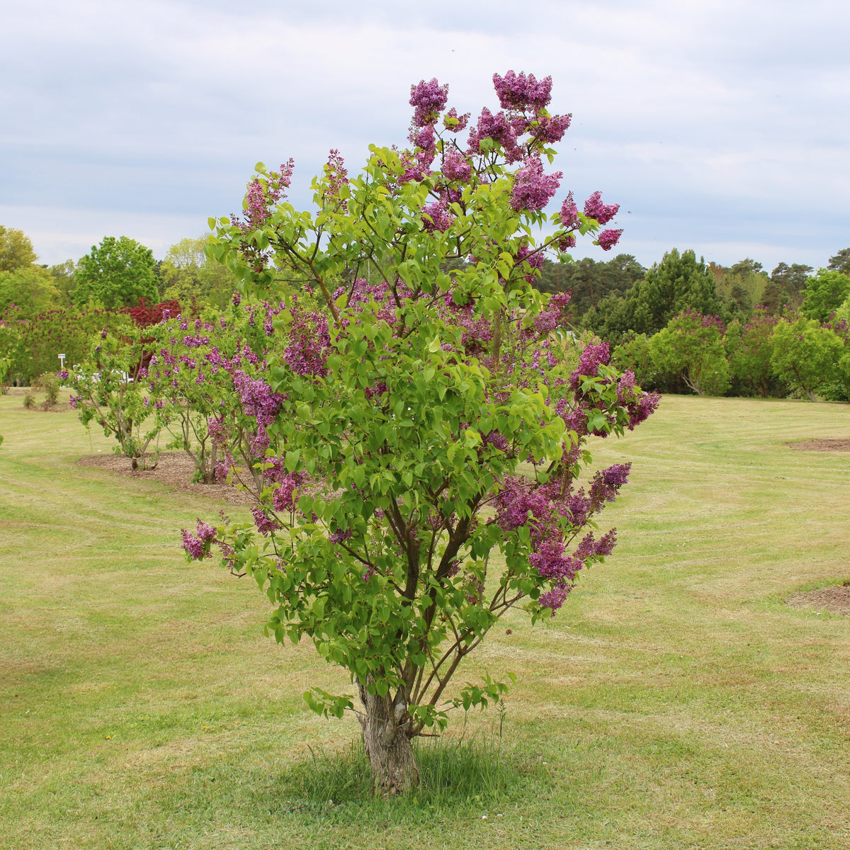 Lilas double rouge - Syringa vulgaris Charles Joly - Bakker