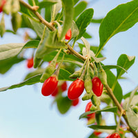 Vaccinium corymbosum, lycium barbarum, vaccinum macrocarpon, schisandra chinensis - Collection d'arbustes à fruits vitaminés - Haies fruitières