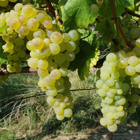 Vigne Chasselas de Fontainebleau - Vitis vinifera chasselas de fontainebleau - Bakker