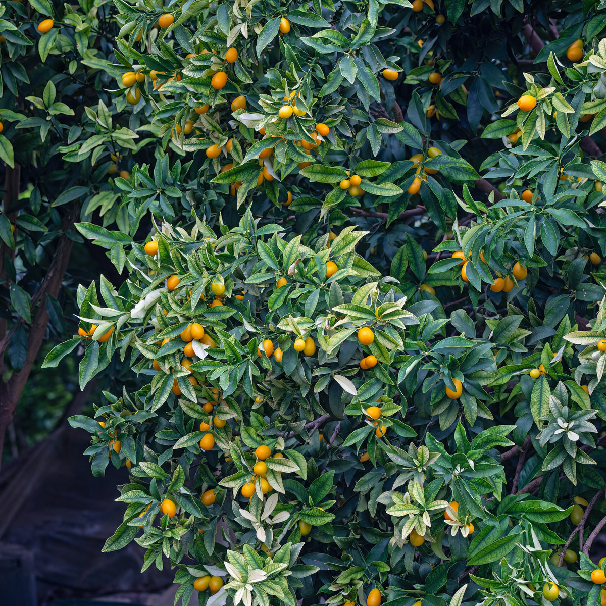 Fortunella margarita - Kumquat - Agrumes