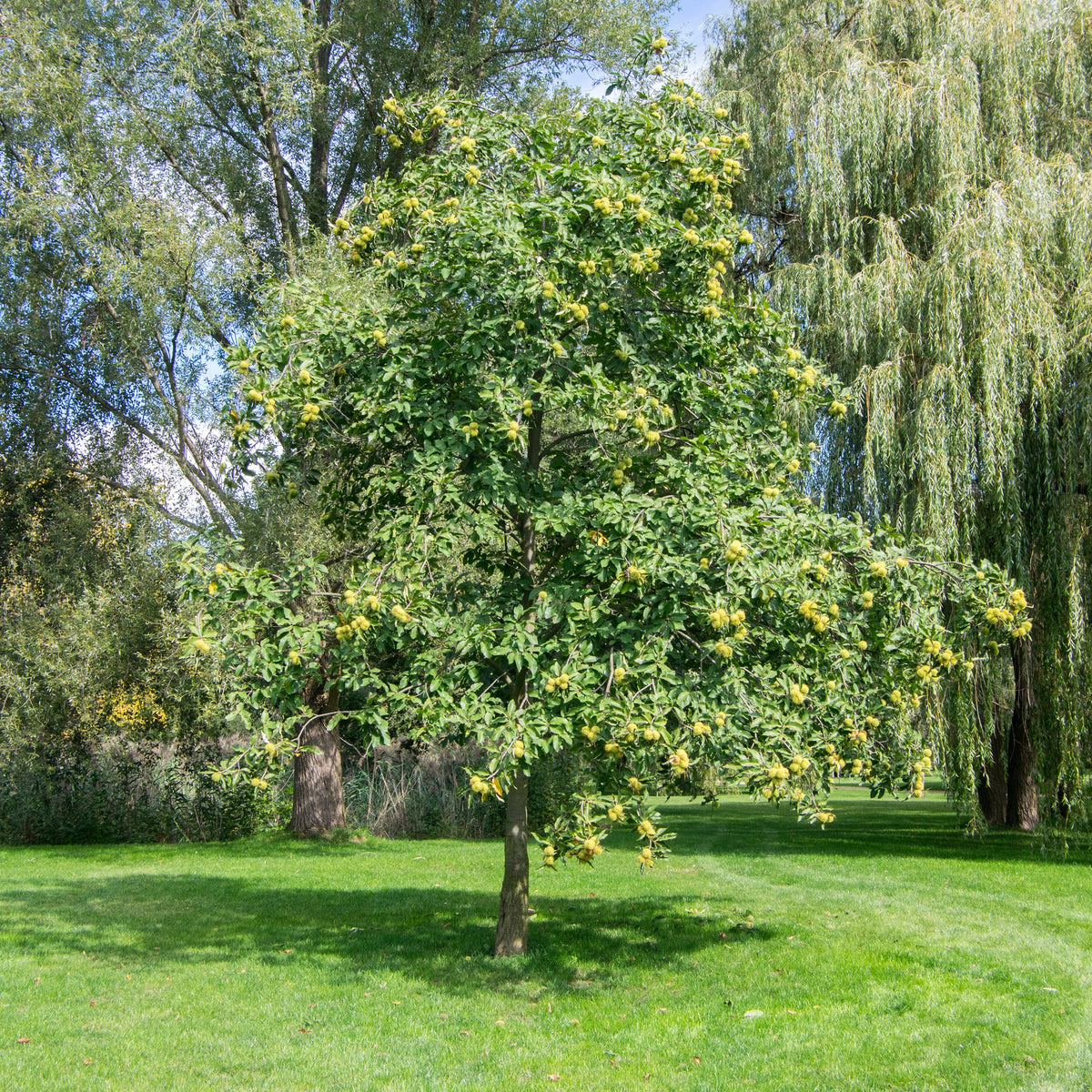 Castanea sativa - Chataignier commun - Châtaignier