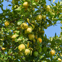 Citronniers - Citronnier des 4 saisons - Citrus limon vulcan