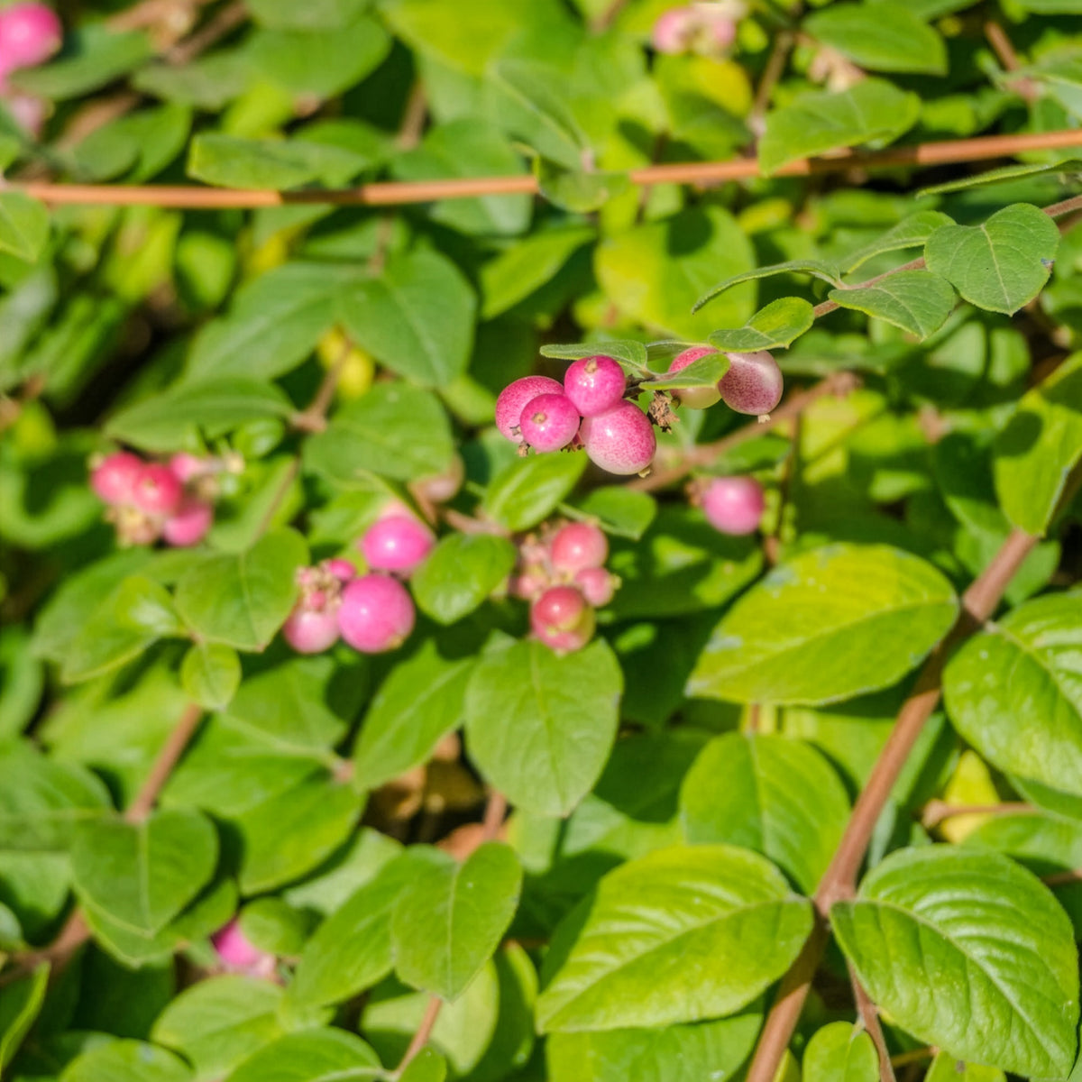 Vente Collection Haie aux oiseaux - Cotoneaster franchetii, Amelanchier lamarckii, Euonymus europaeus, Symphoricarpos doorenbosii