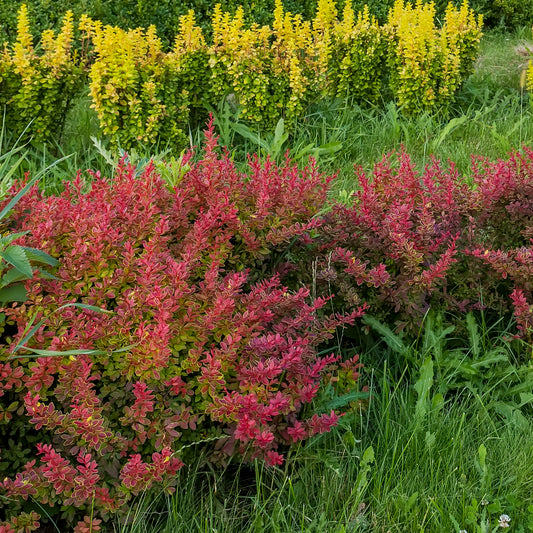 Haie de Berberis rouges - Bakker