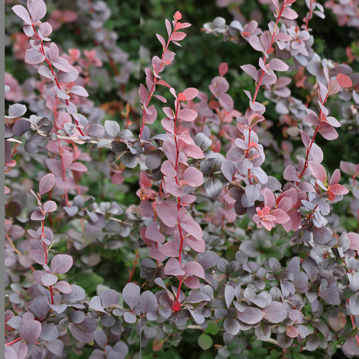 Berberis thunbergii Atropurpurea - Haie de Berberis rouges - Berberis - Épine-vinette