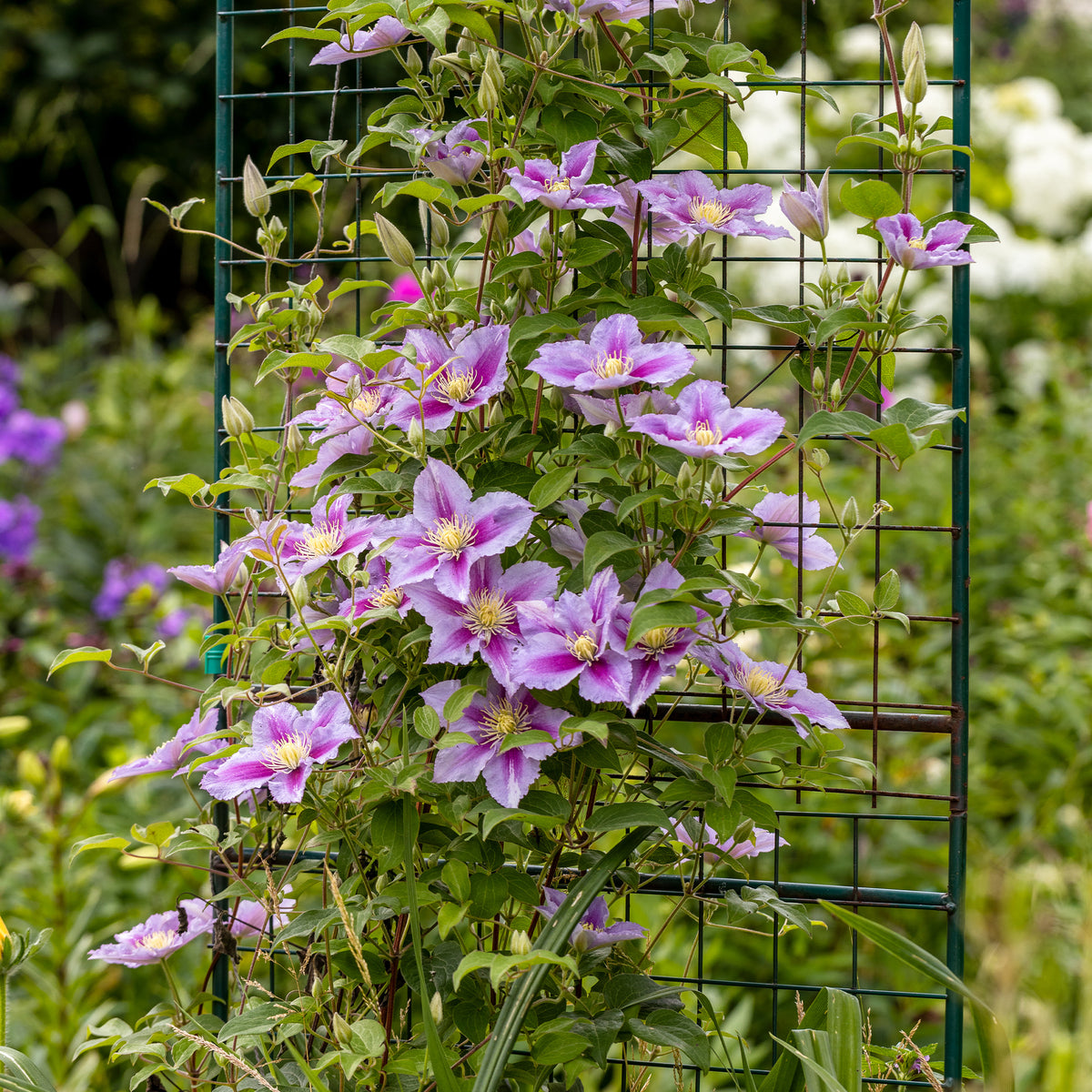 Collection de 3 grimpantes : chèvrefeuille, clématite, vigne vierge - Lonicera heckrottii American Beauty, Clematis patens Piilu, Parthenocissus tricuspidata Veitchii - Bakker