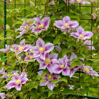 Clematis patens Piilu - Clématite 'Piilu' - Clématite
