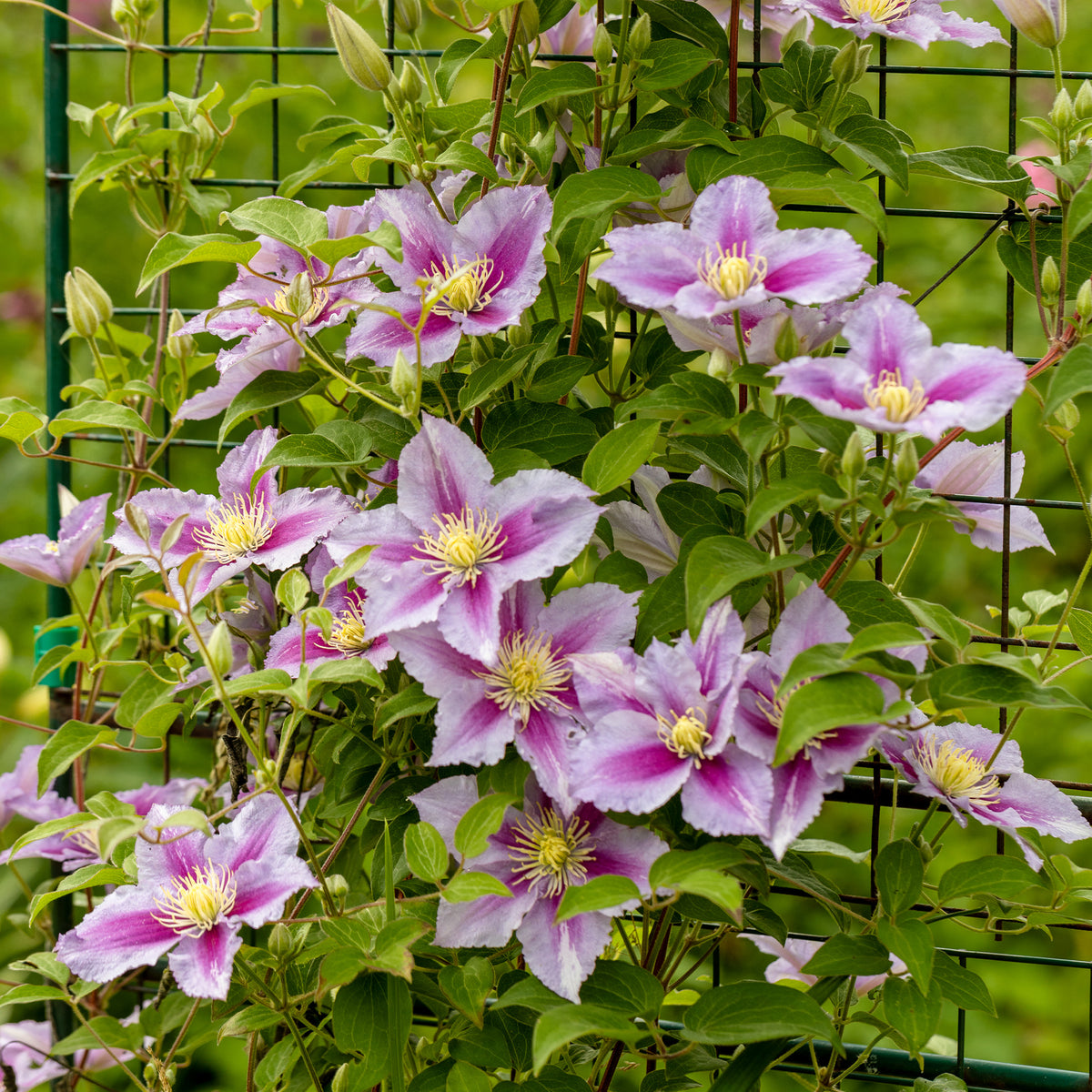 Clématite - Clématite 'Piilu' - Clematis patens Piilu