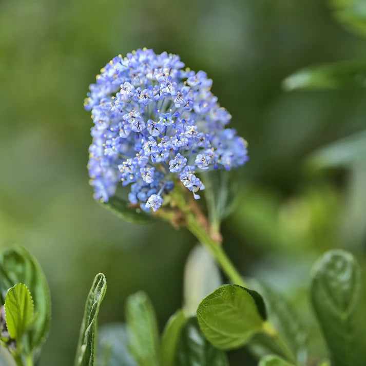 Céanothe Victoria ou Lilas de Californie - Ceanothus impressus Victoria - Bakker
