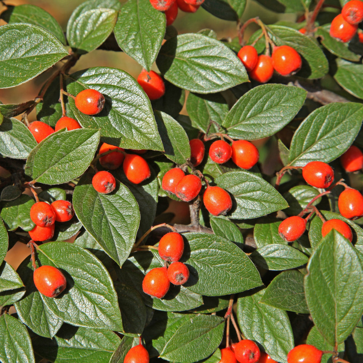 Cotoneaster franchetii - Cotoneaster franchetii - Arbustes