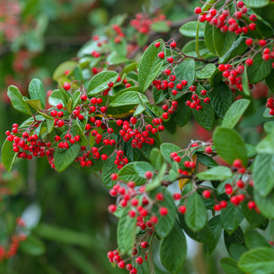 Cotoneaster franchetii - Bakker