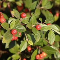 Cotoneaster franchetii - Cotoneaster franchetii - Arbustes