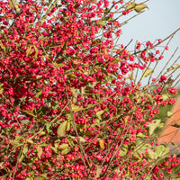 Euonymus europaeus - Fusain d'Europe - Arbustes