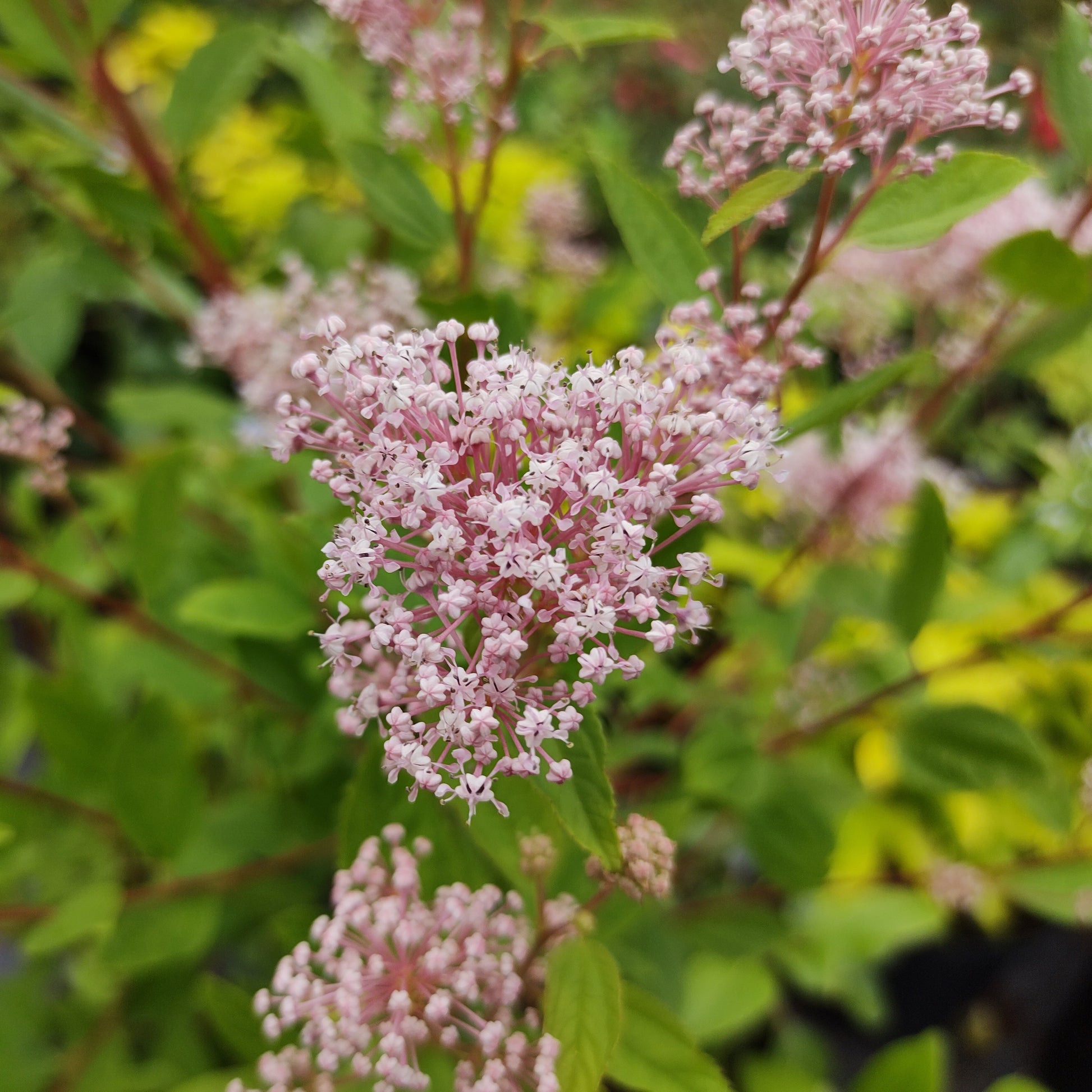 Bakker - Céanothe Marie Simon - Ceanothus x pallidus marie simon - Plantes d'extérieur