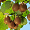 Bakker - Kiwi autofertile 'Solissimo' - Actinidia deliciosa solissimo ® ‘renact’ - Type de fruitiers