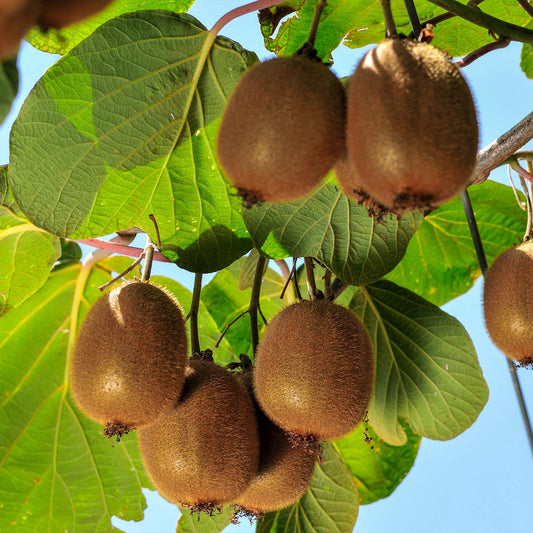 Kiwi autofertile 'Solissimo' - Actinidia deliciosa solissimo ® ‘renact’ - Fruitiers