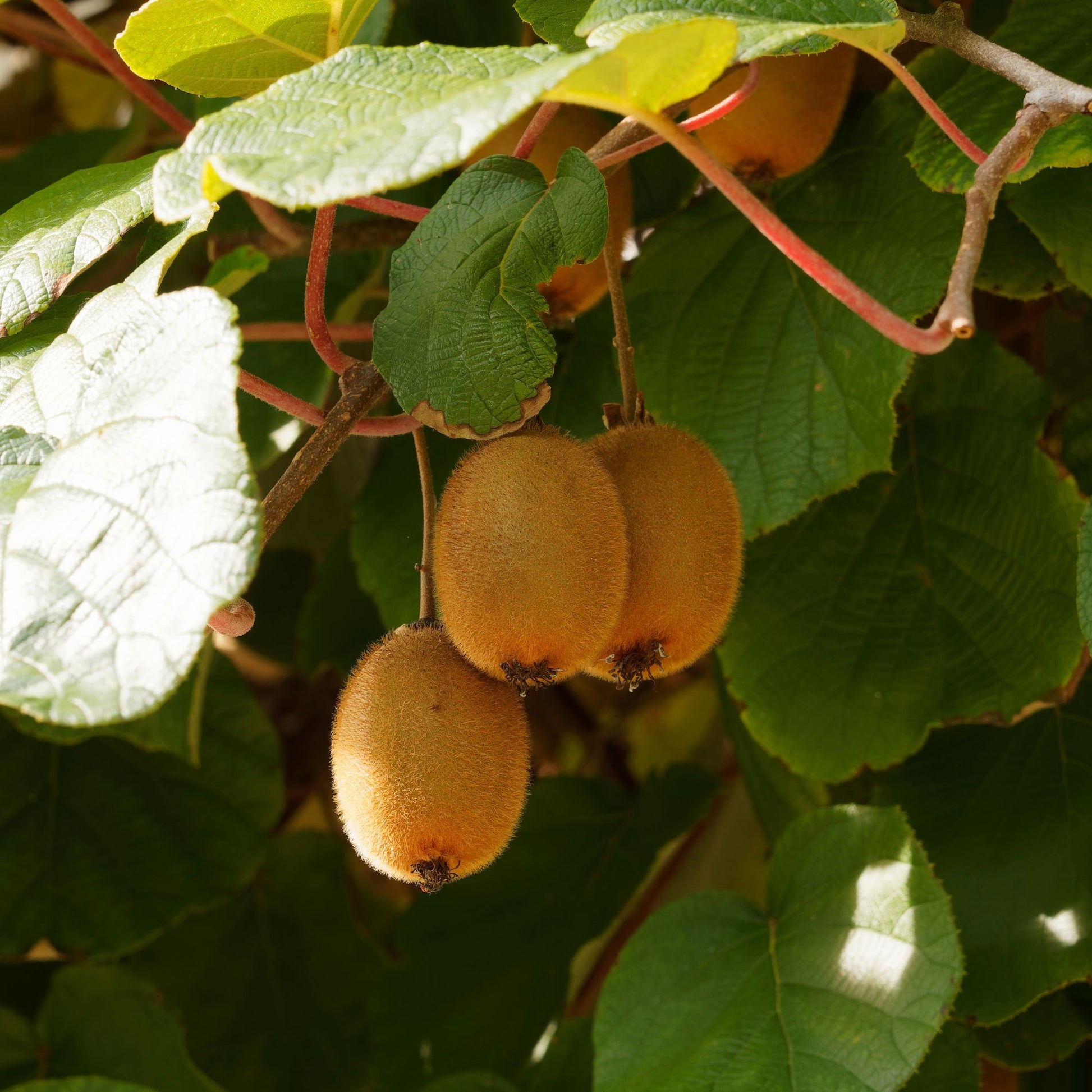 Bakker - Kiwi autofertile 'Solissimo' - Actinidia deliciosa solissimo ® ‘renact’ - Fruitiers