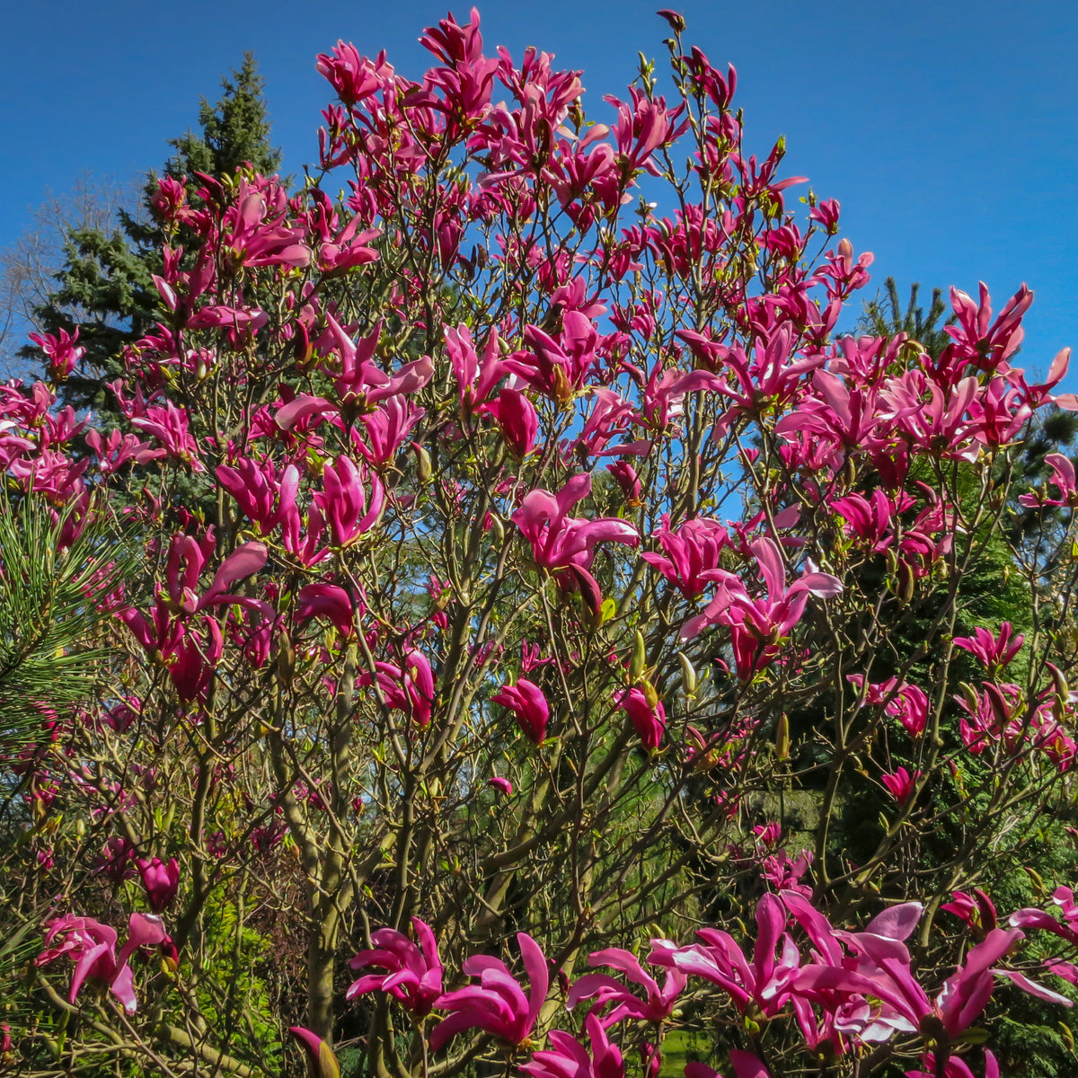 Magnolia Susan - Magnolia Susan - Bakker