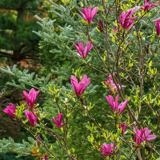 Magnolia Susan - Bakker