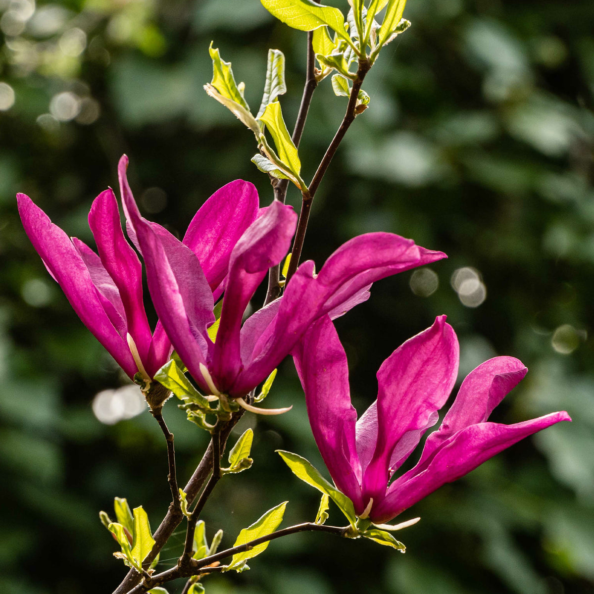 Magnolia Susan - Magnolia Susan - Magnolia