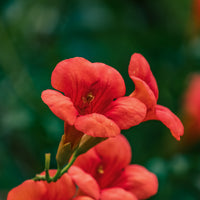 Campsis radicans stromboli - Bignone Stromboli - Plantes grimpantes