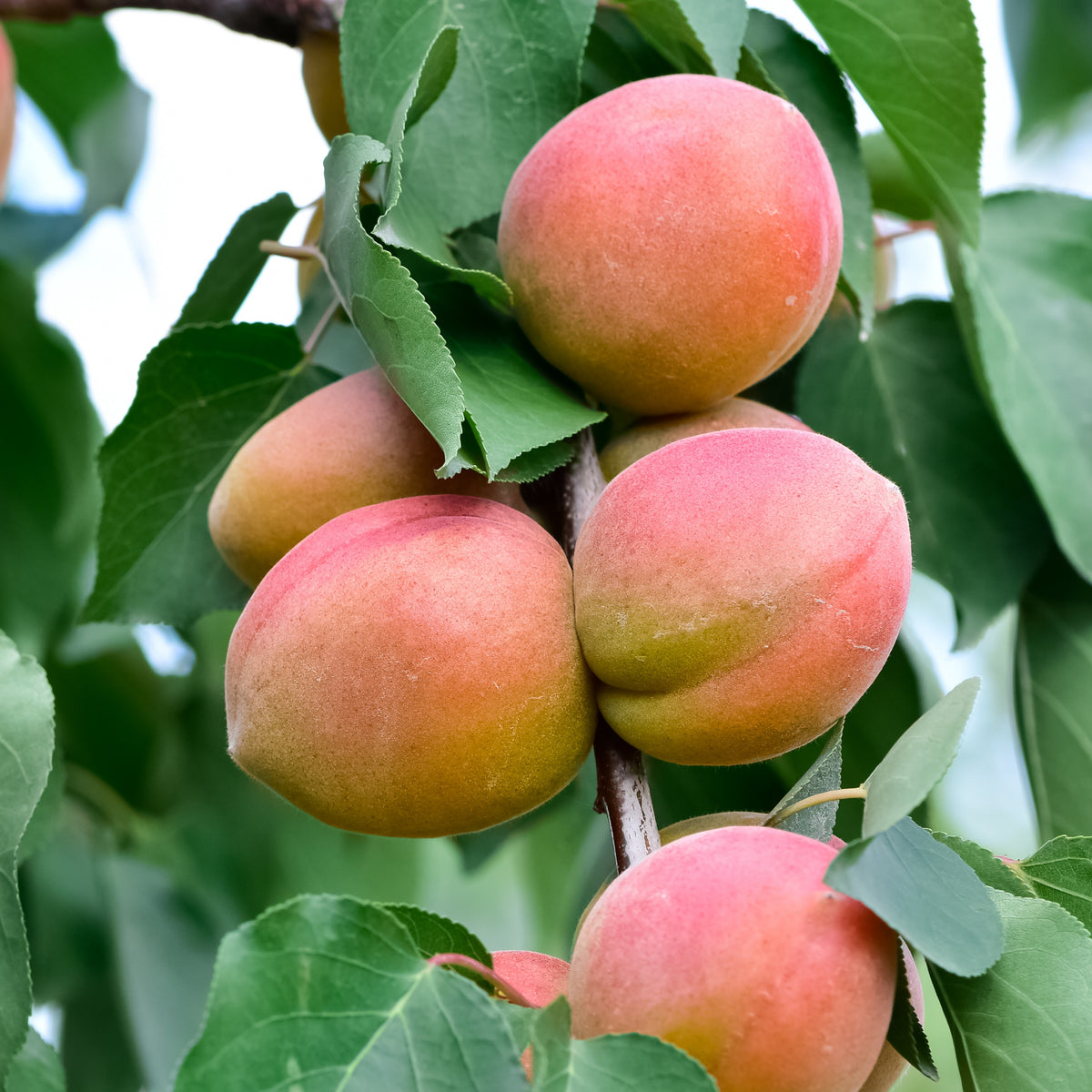 Prunus armeniaca Aprigold - Mini-abricotier - Abricotiers