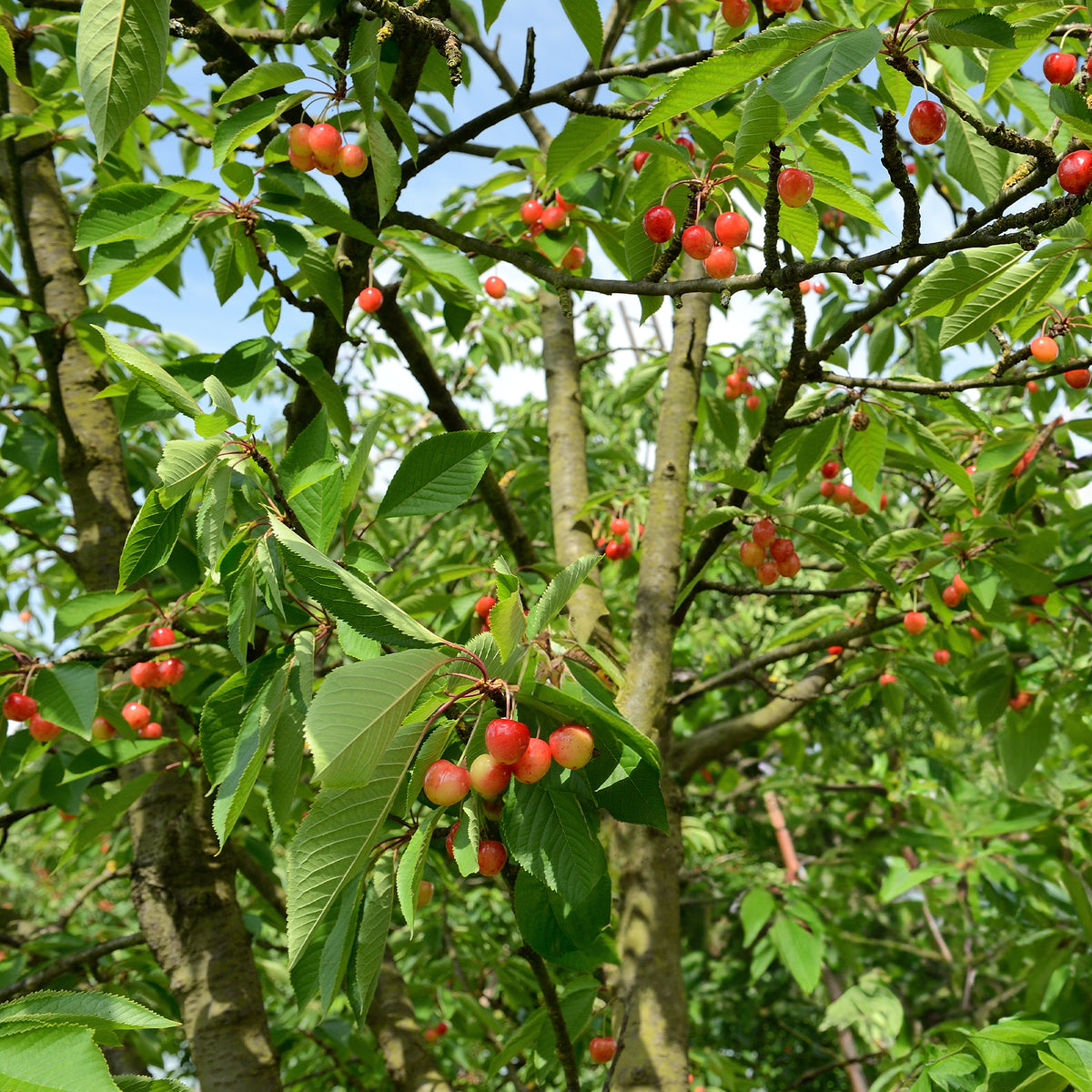 Prunus avium bigarreau Napoléon - Cerisier 'Bigarreau Napoléon' - Cerisiers