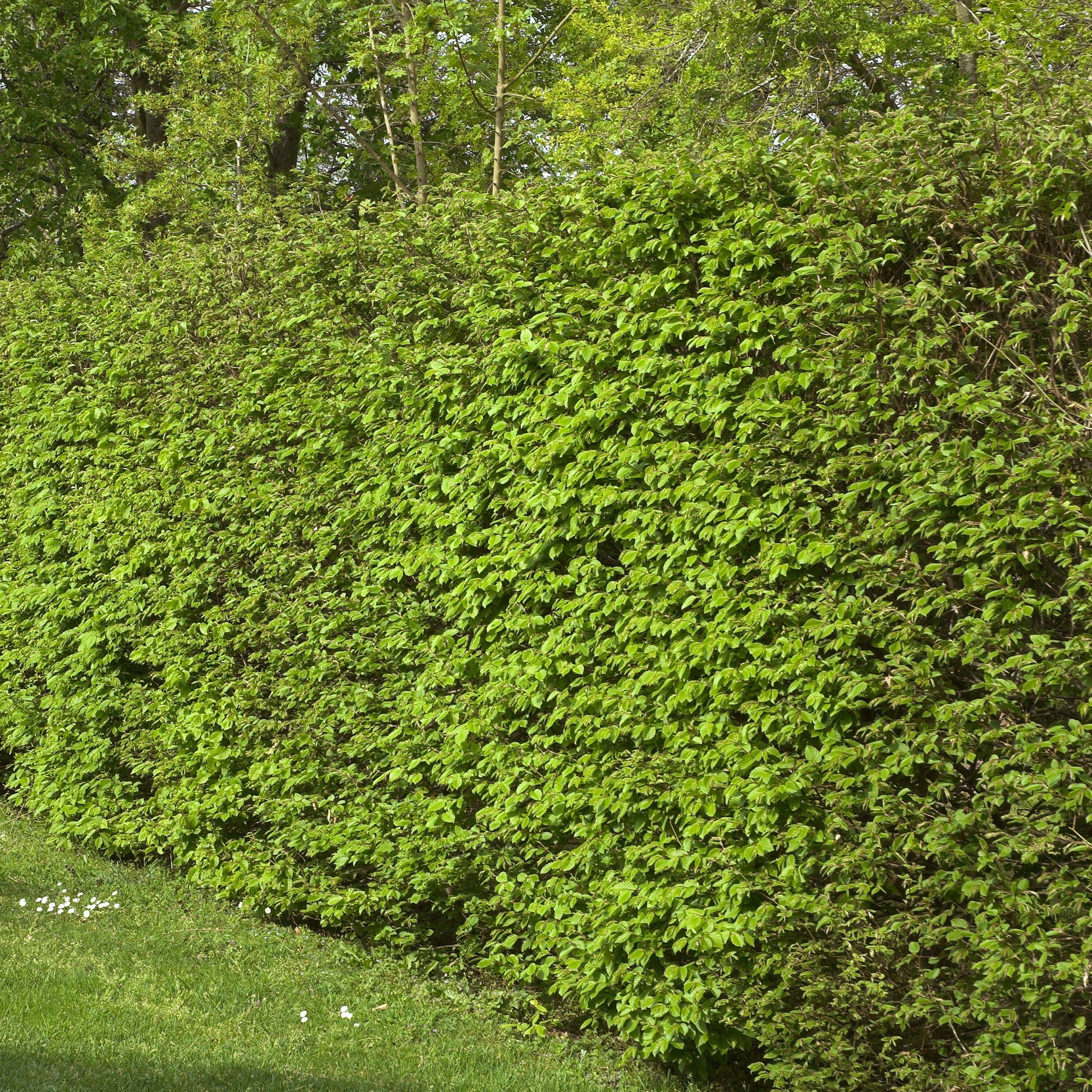 Bakker - Haie de 10 Charmes - Carpinus betulus - Arbustes et vivaces