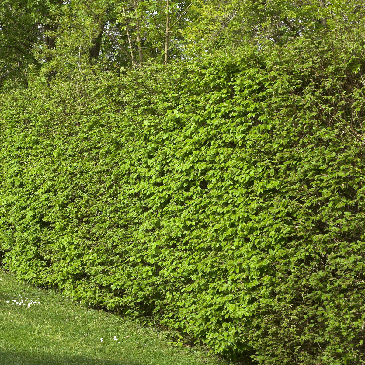Vente Haie de 10 Charmes - Carpinus betulus