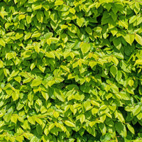 Vente Haie de 10 Charmes - Carpinus betulus