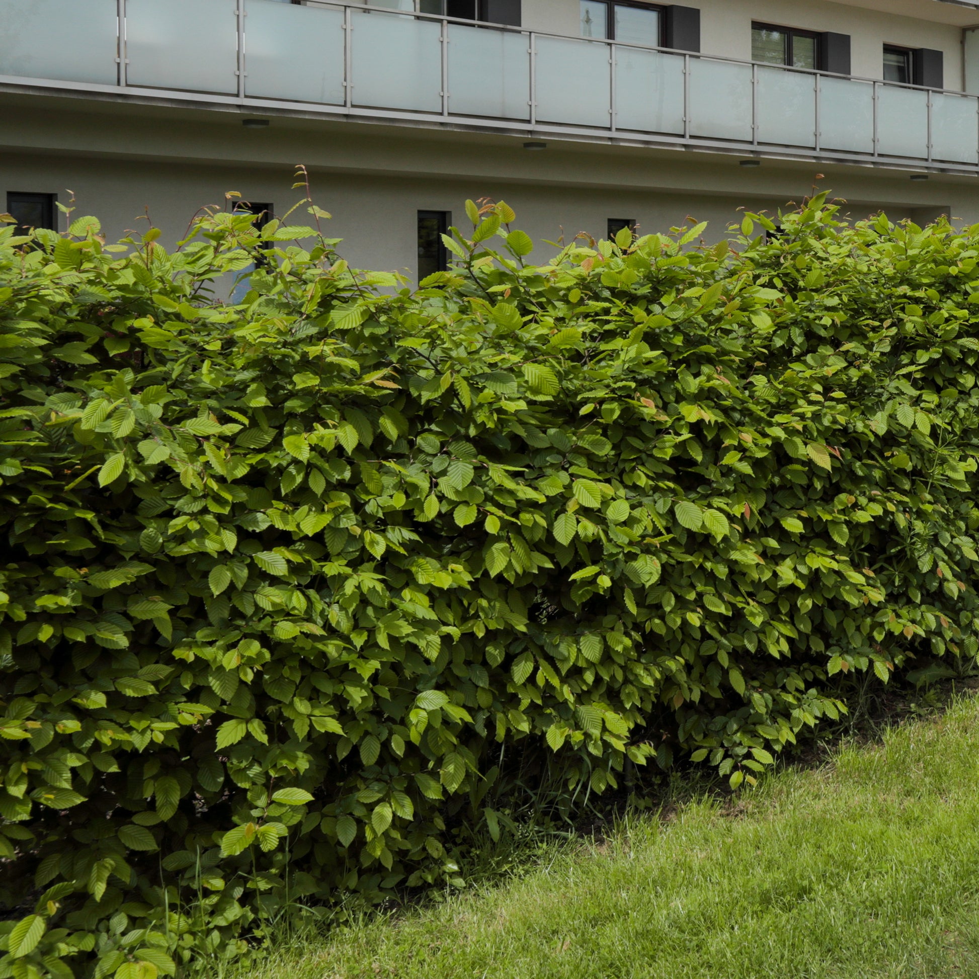 Bakker - Haie de 10 Charmes - Carpinus betulus - Arbustes et vivaces