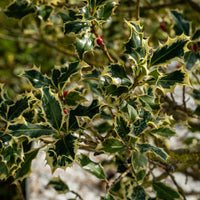 Ilex aquifolium Argentea Marginata - Houx argenté sur tige - Arbustes de haie