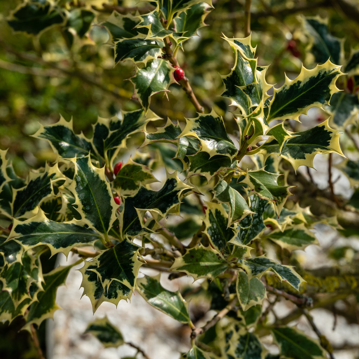 Ilex aquifolium Argentea Marginata - Houx argenté sur tige - Arbustes de haie