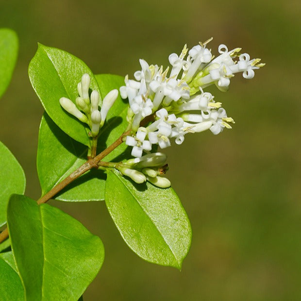 Ligustrum ovalifolium - Troène de Californie - Troènes - Ligustrum