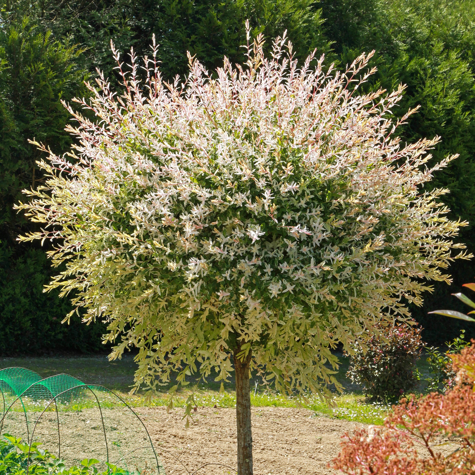 Saule Crevette sur tige - Bakker.com | France