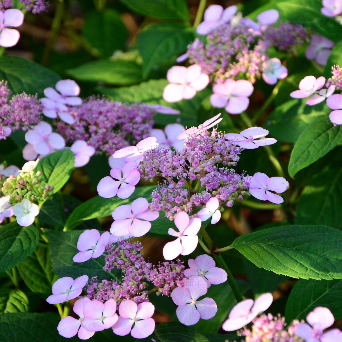 Hydrangea serrata Indian Summer - Hortensia été indien - Hortensia