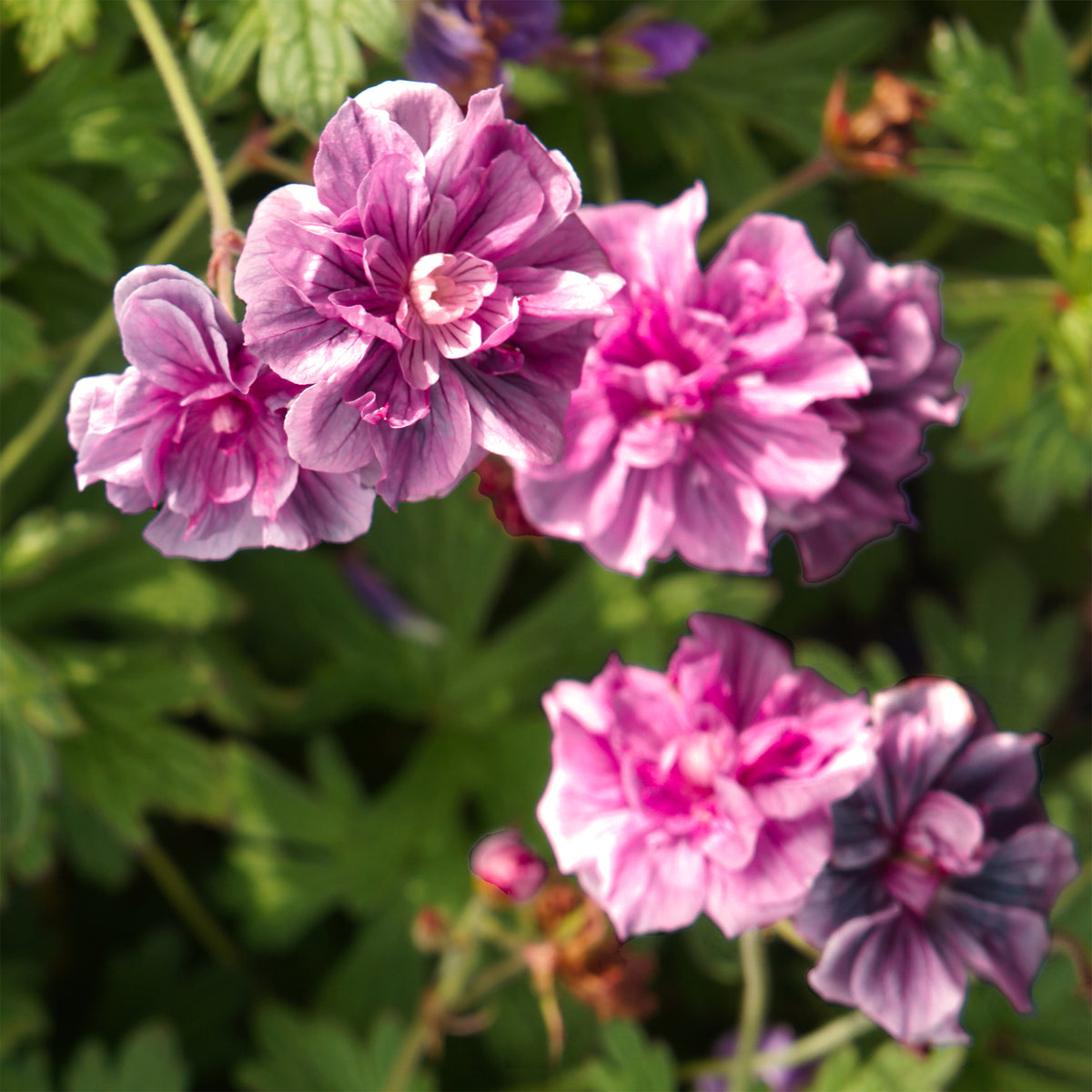 2 Géraniums vivaces doubles roses - Bakker