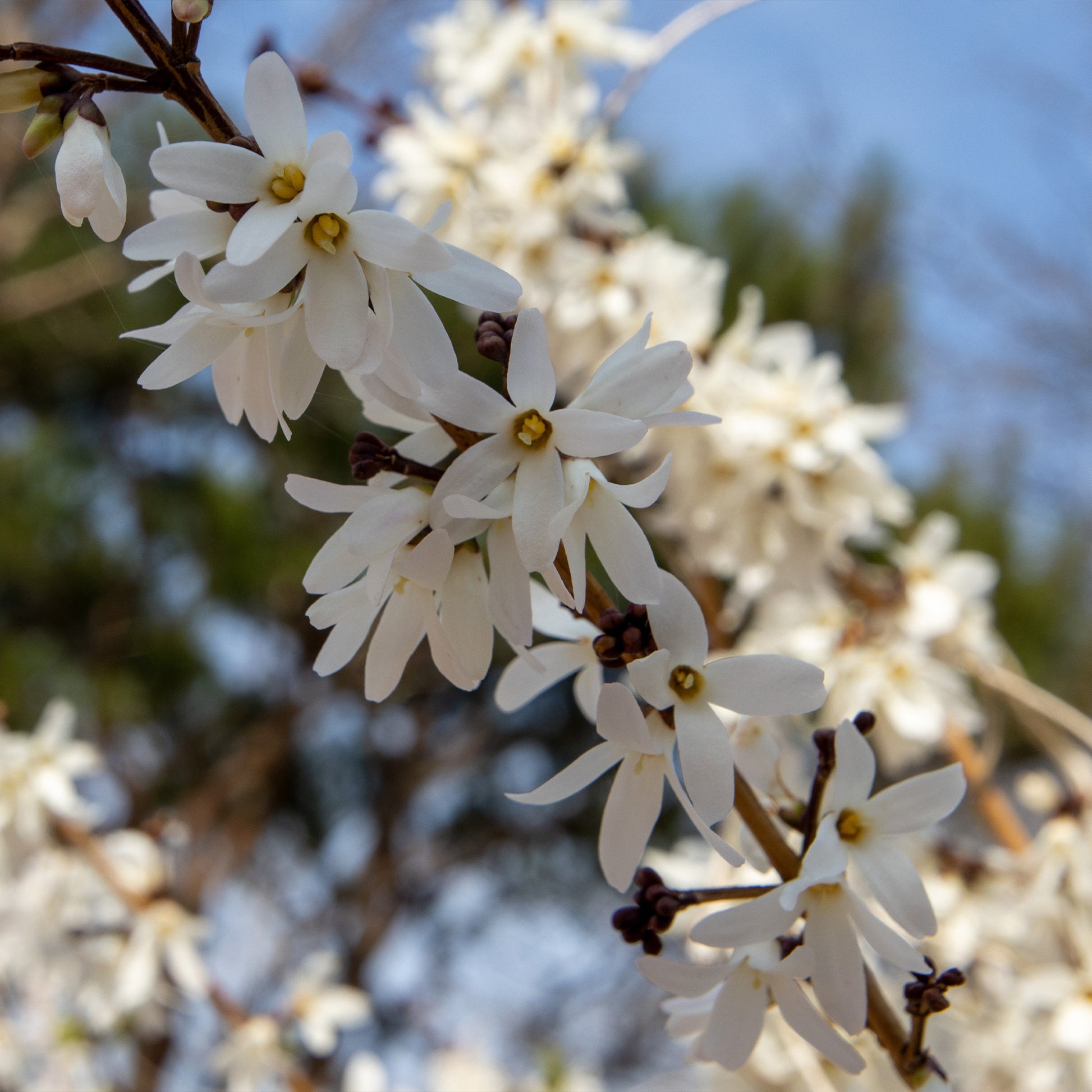 Bakker - Forsythias blanc + rose - Abeliophyllum distichum - Arbustes