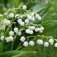 Collection de 9 Muguets : blanc, rose, géant de Bordeaux - Convallaria majalis - Bakker