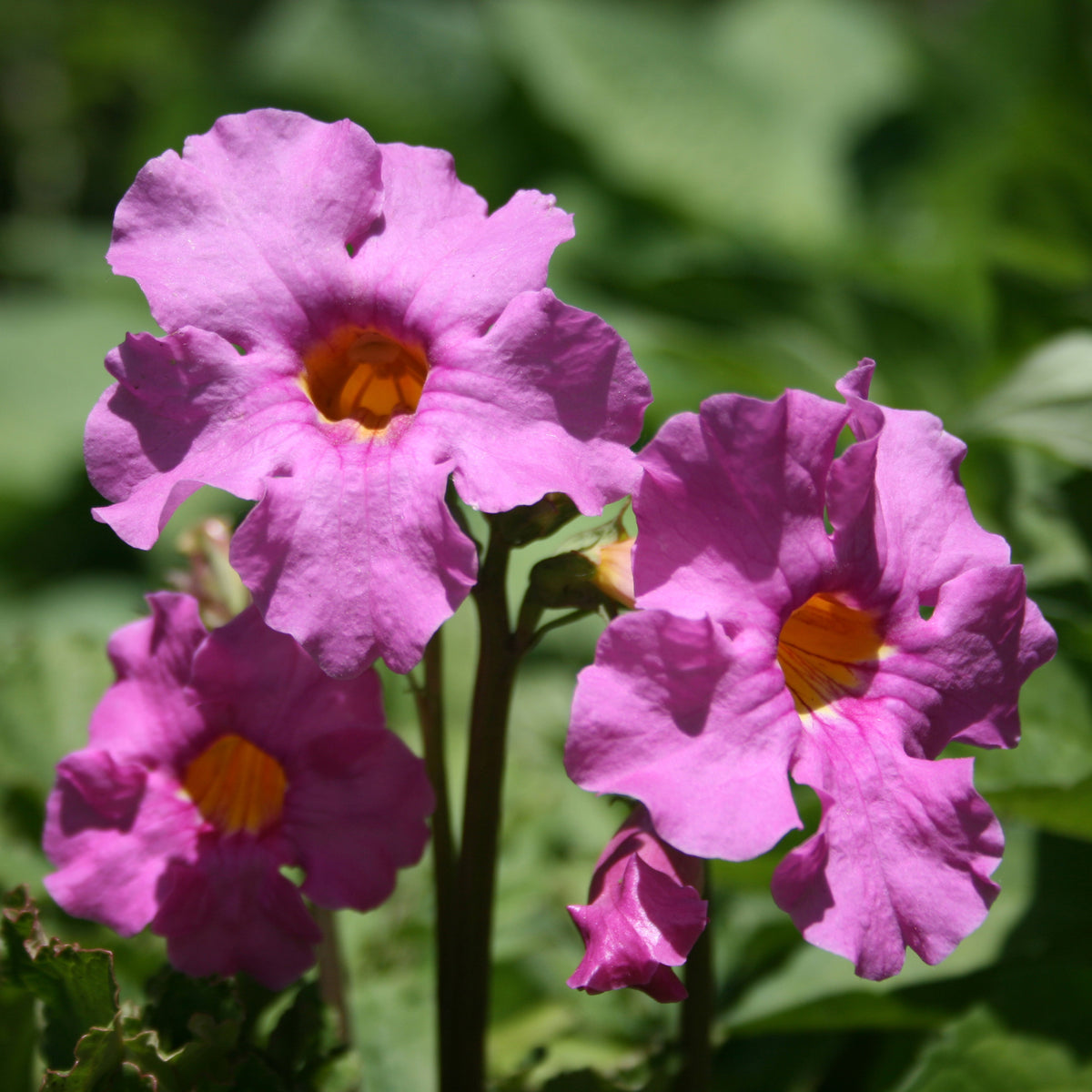 Vente Collection variée de 12 plantes vivaces  - 2 m²