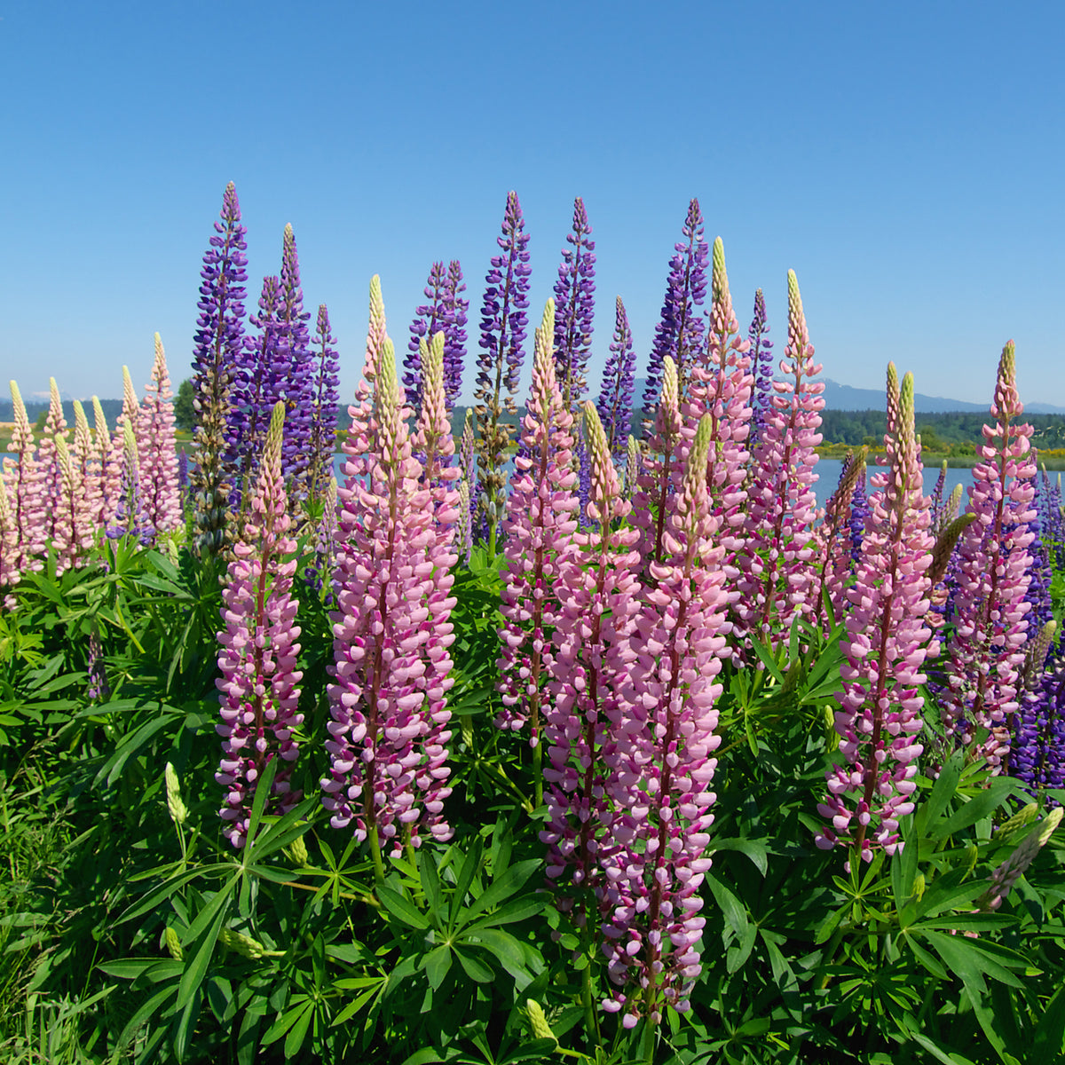 Vente Vivaces fleuries - Collection variée de 12 plantes vivaces  - 2 m²