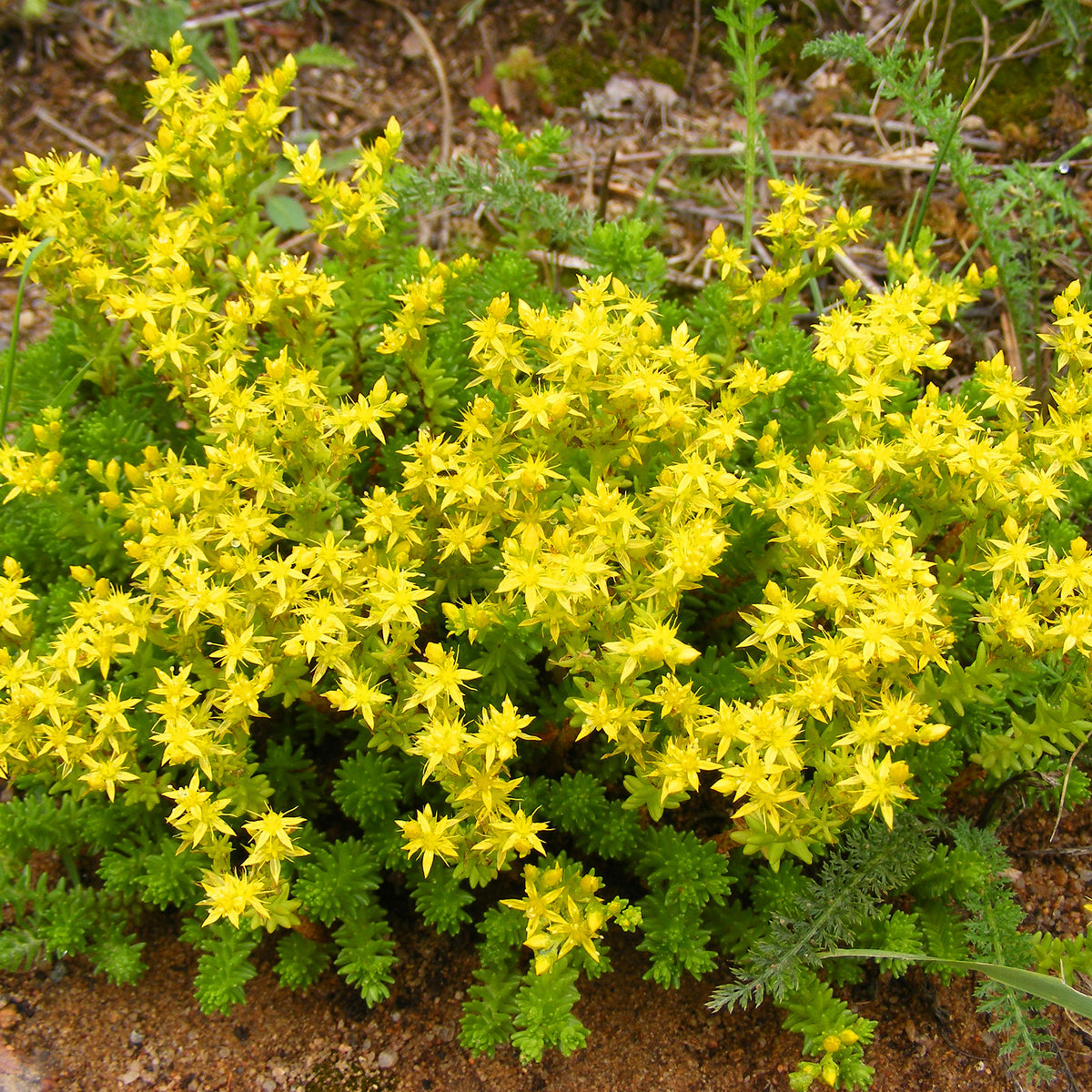 Vente Sedum acre, Hosta, Aster, Erigeron speciosus Rosa Jewel, Delphinium, Phlox paniculata, Thymus serpyllum, Sedum spurium, Incarvillea Delavayi, Achillea , Gypsophila paniculata, Lupinus - Collection variée de 12 plantes vivaces  - 2 m²