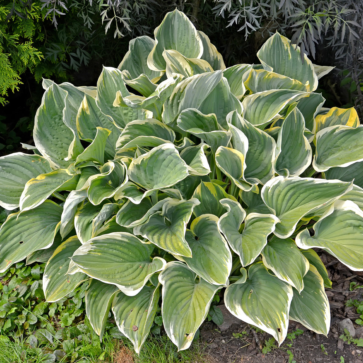 Collection variée de 12 plantes vivaces  - 2 m² - Bakker