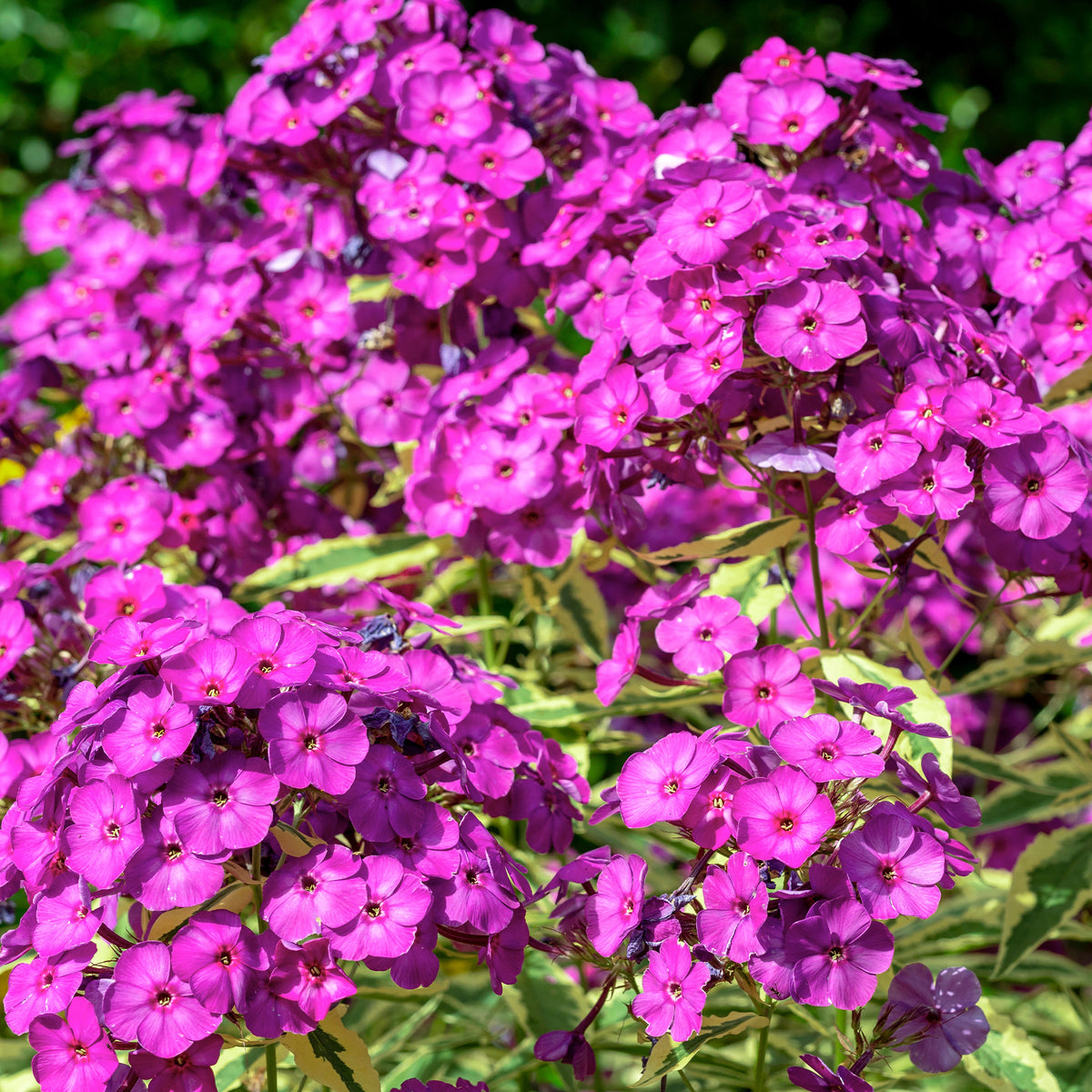 Collection variée de 12 plantes vivaces  - 2 m² - Bakker