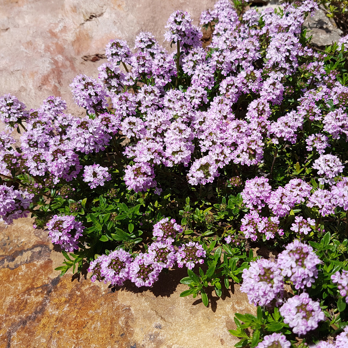 Vivaces fleuries - Collection variée de 12 plantes vivaces  - 2 m² - Sedum acre, Hosta, Aster, Erigeron speciosus Rosa Jewel, Delphinium, Phlox paniculata, Thymus serpyllum, Sedum spurium, Incarvillea Delavayi, Achillea , Gypsophila paniculata, Lupinus
